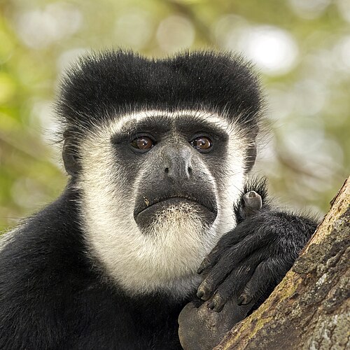 colobus monkey